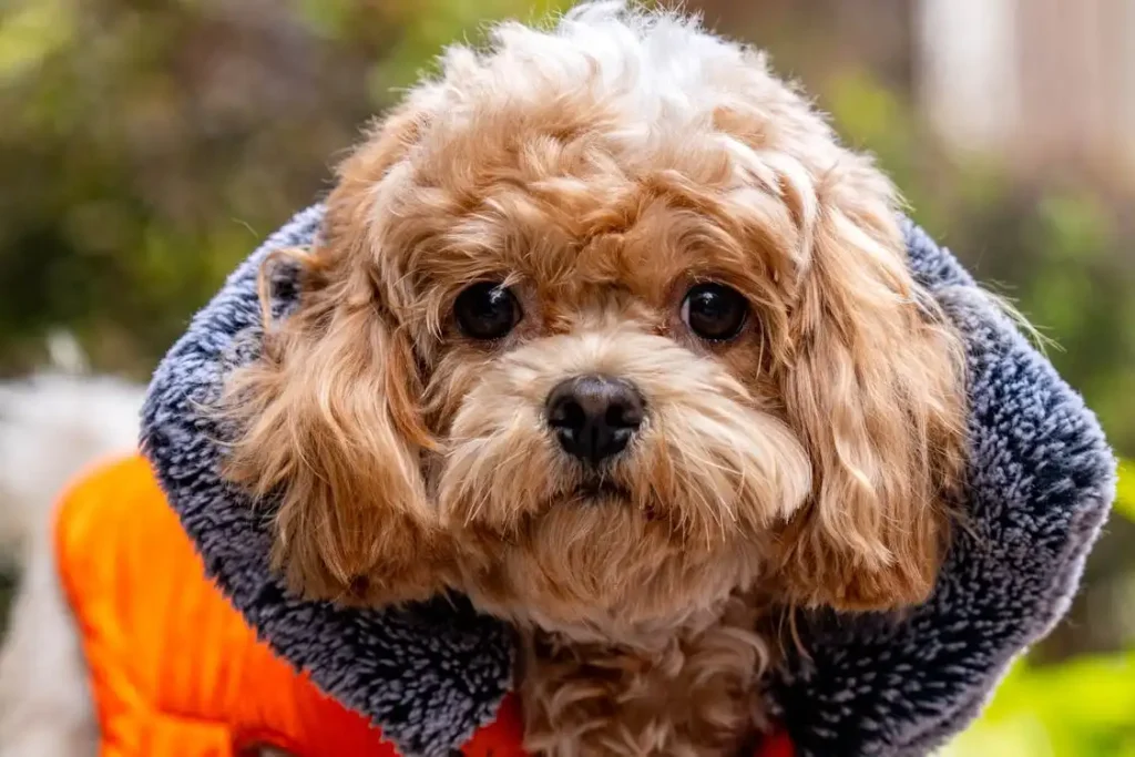shihpoo black