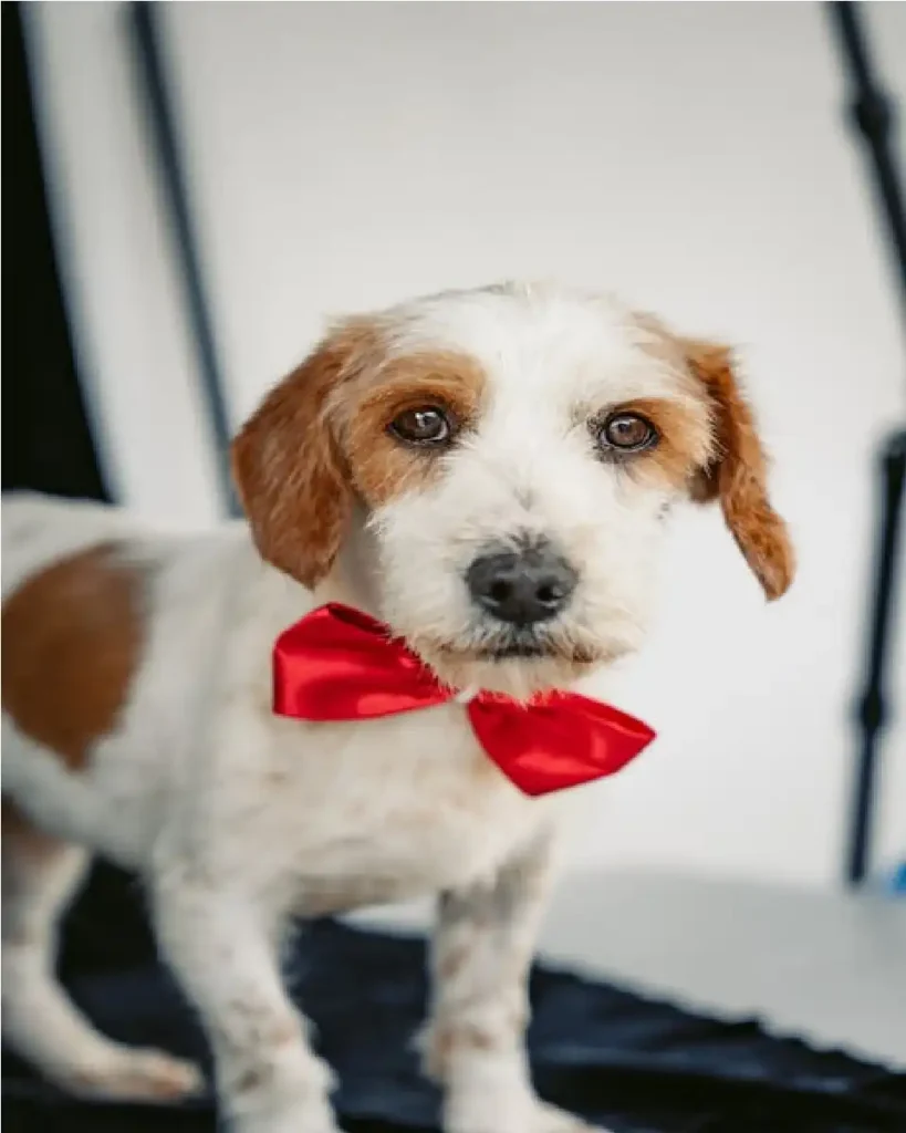 shihpoo cost