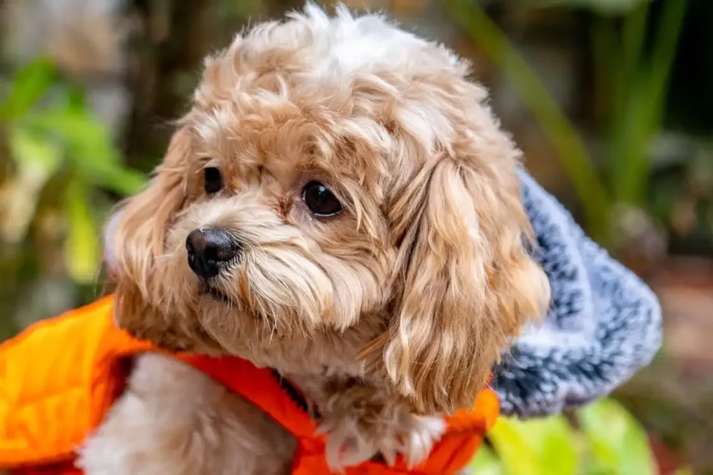 shihpoo for sale