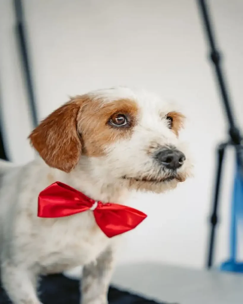 shihpoo for sale near me