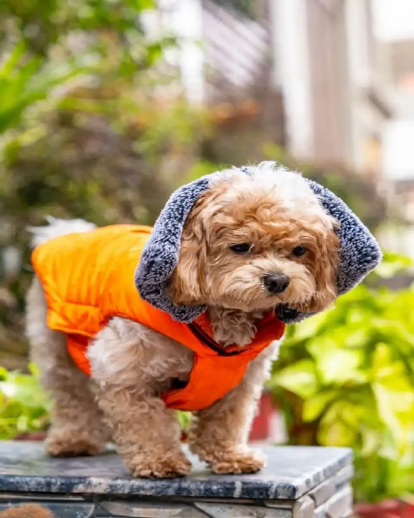 shihpoo names