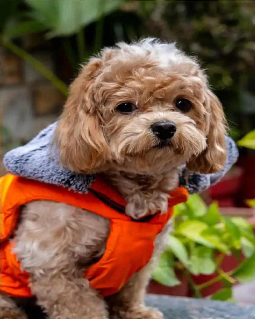 shihpoo price