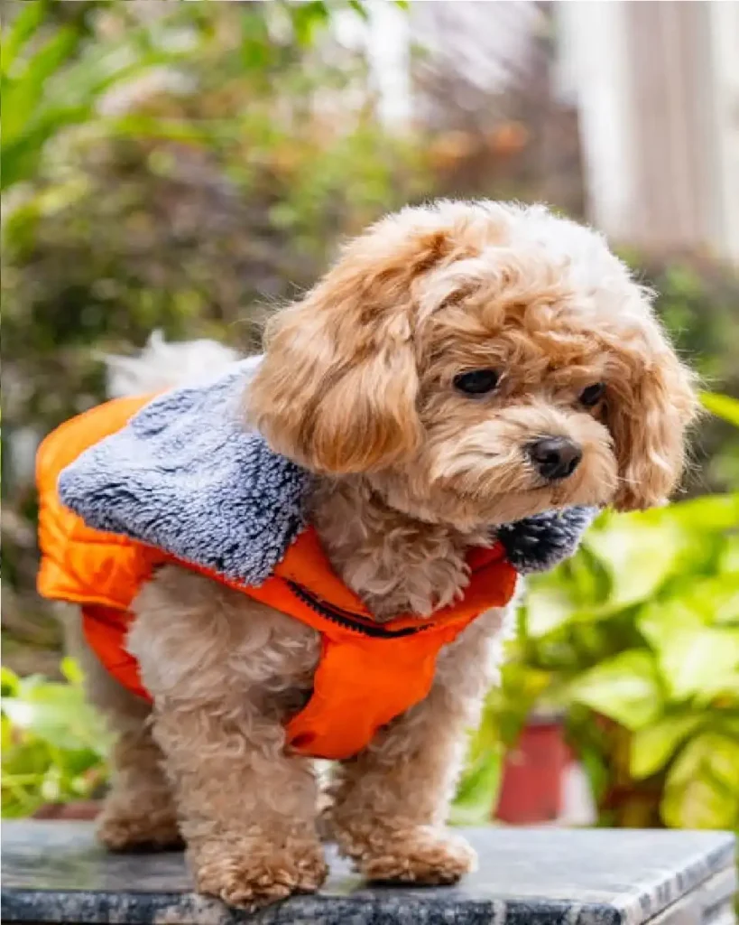 shihpoo size