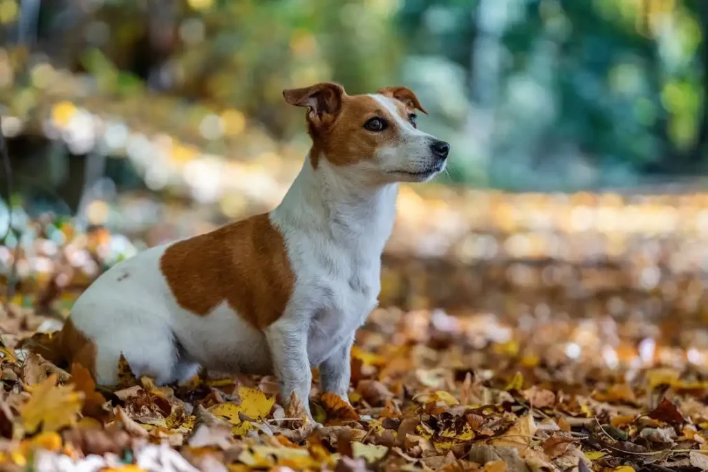 smooth jack russell terrier