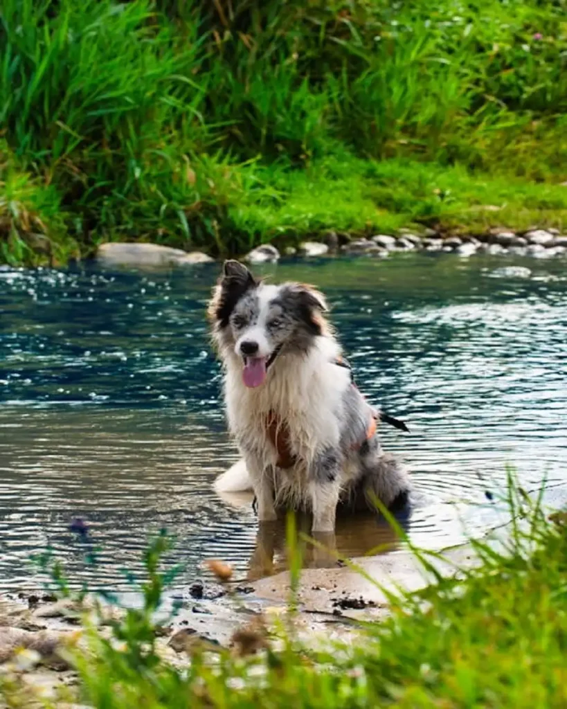 spanish water dog
