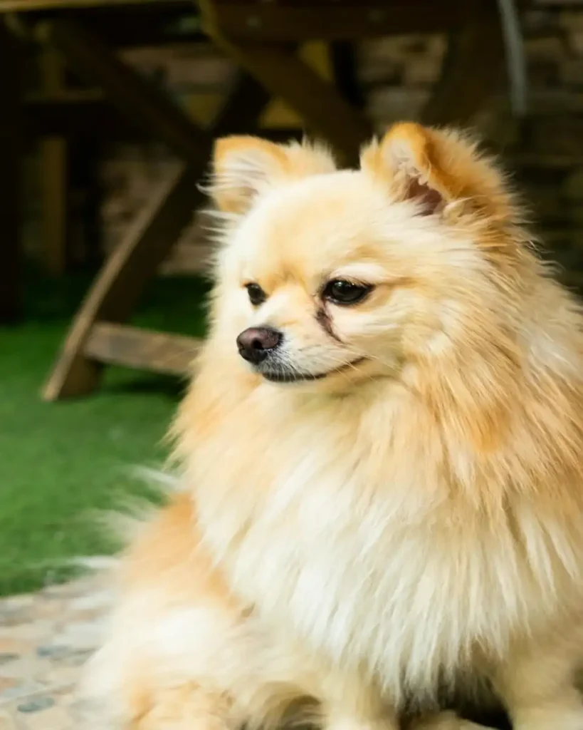 spitz dog