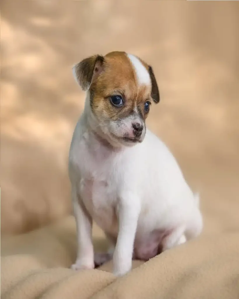 terrier