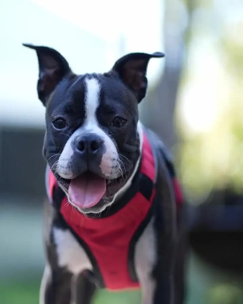 terrier breeds
