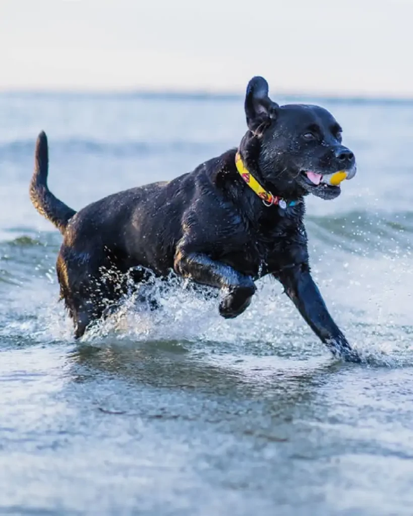 water dog breeds