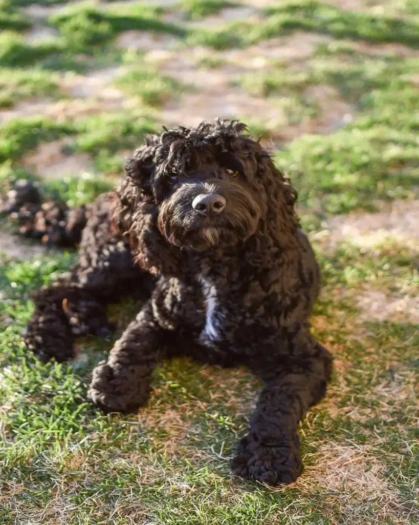 water dog breeds