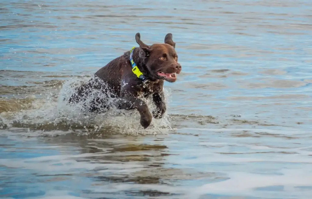 water dog fish