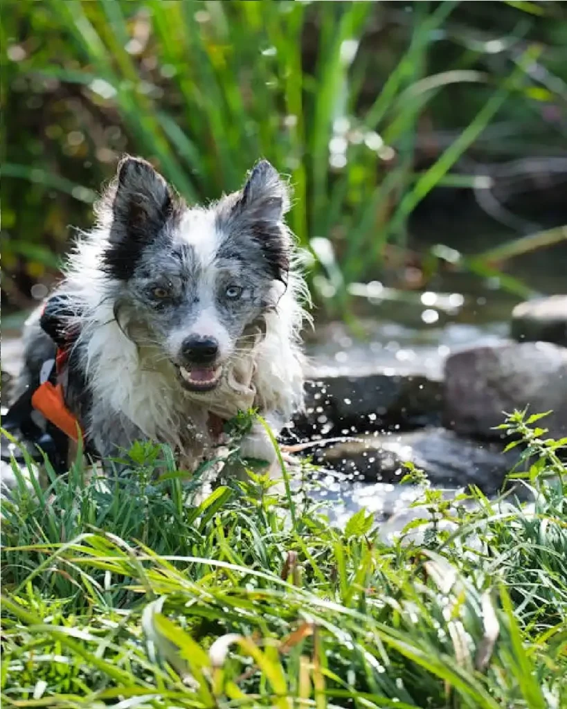 water dog portuguese