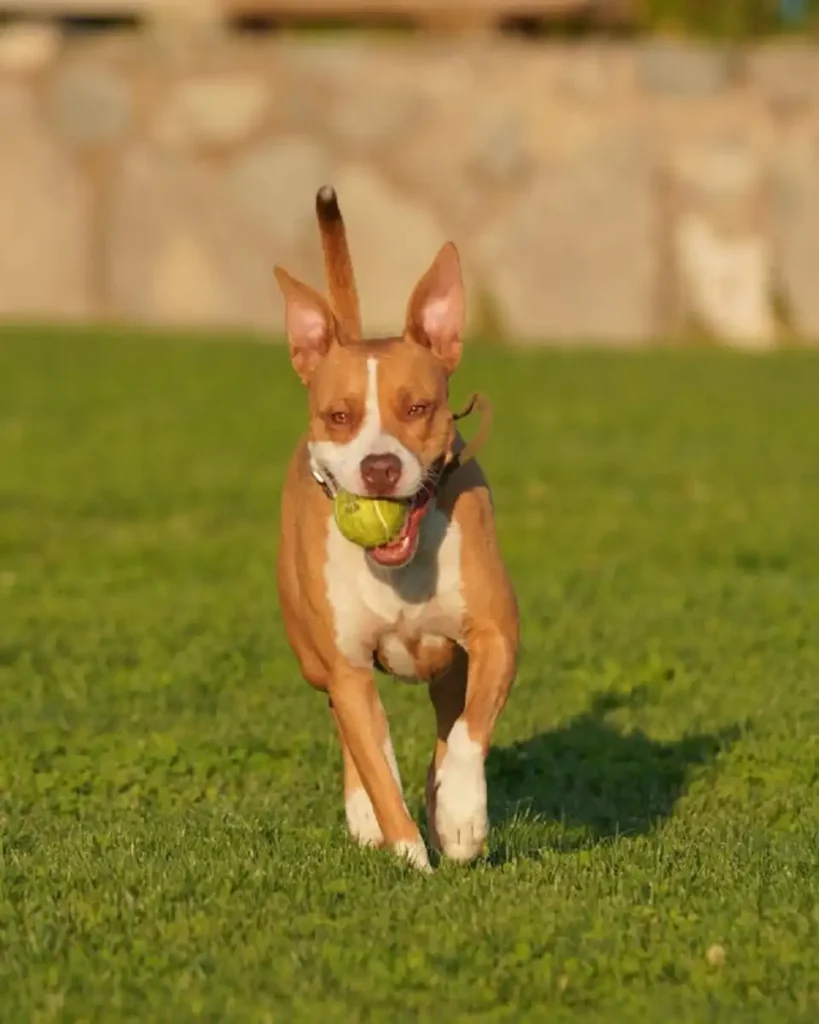what two breeds make a pitbull