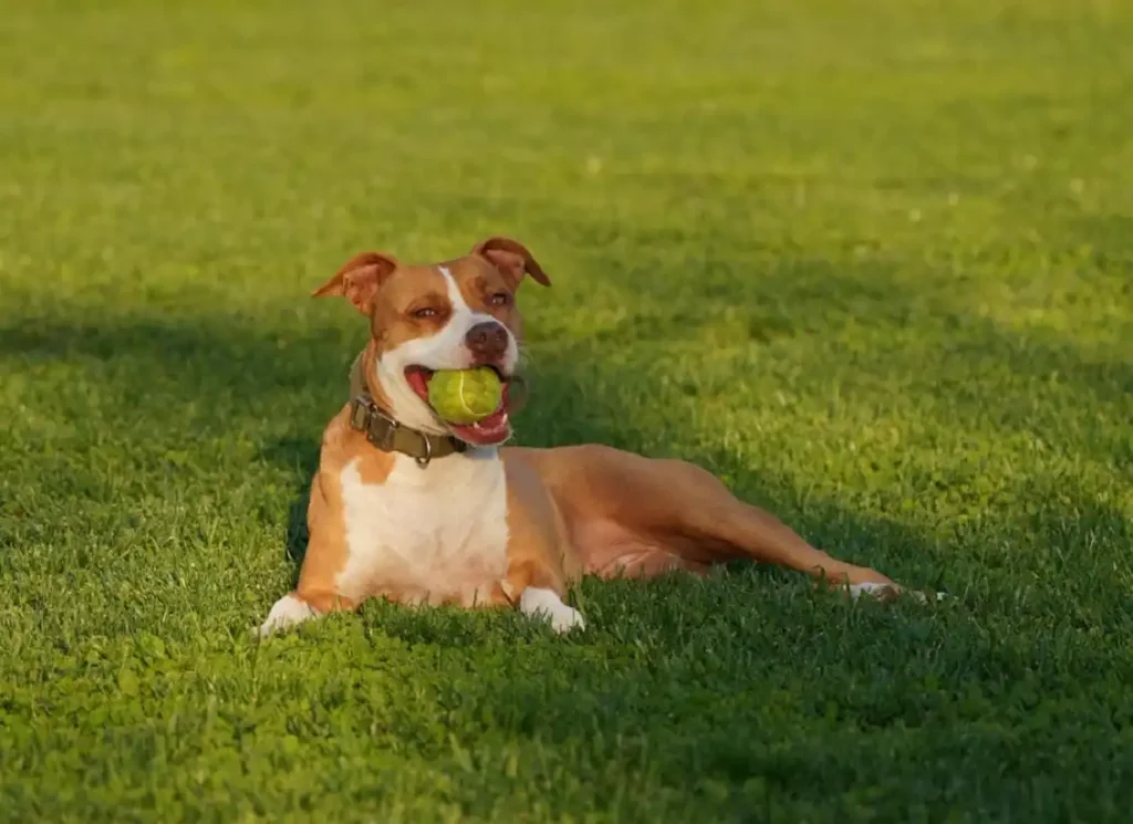 white red nose pitbul