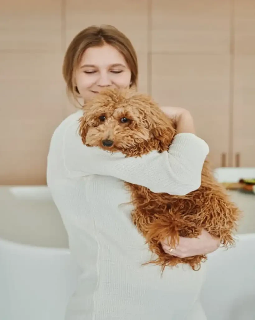 why are labradoodles bad