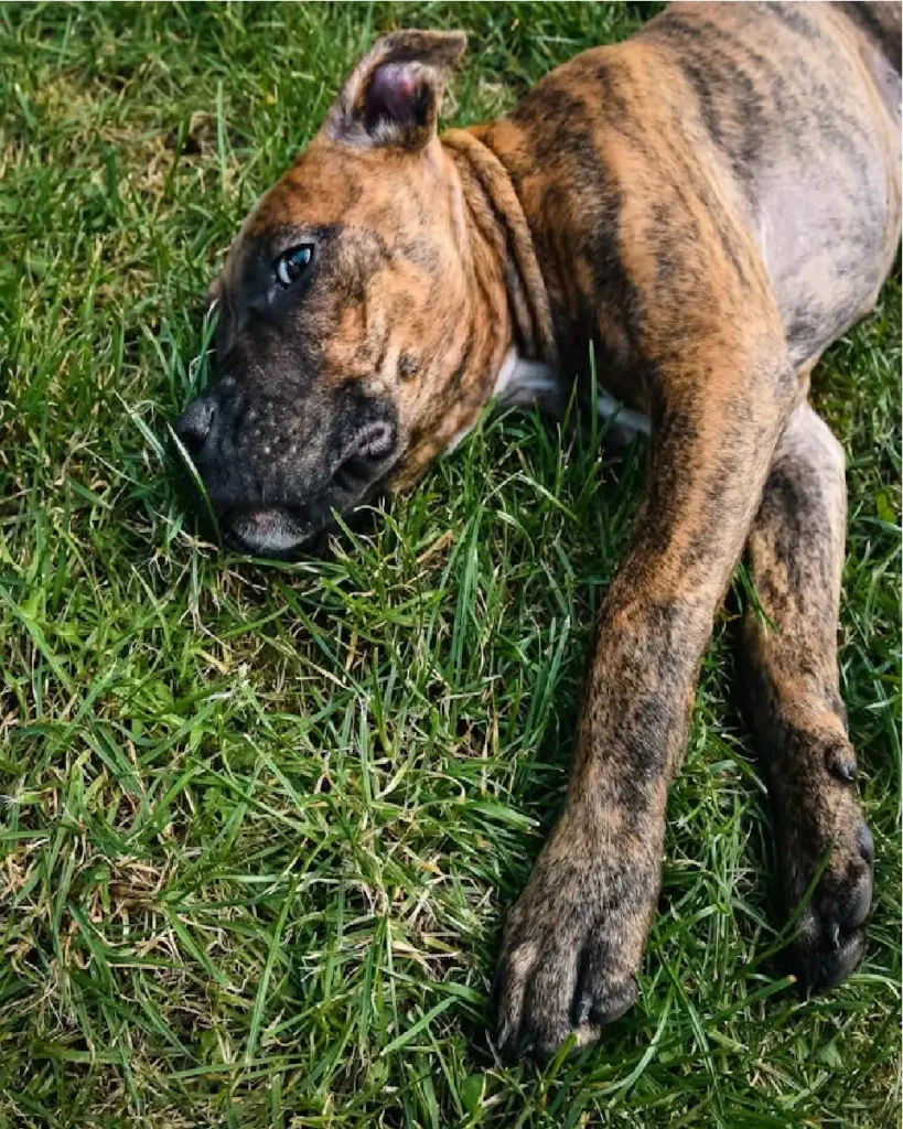 Perro de Presa Canario