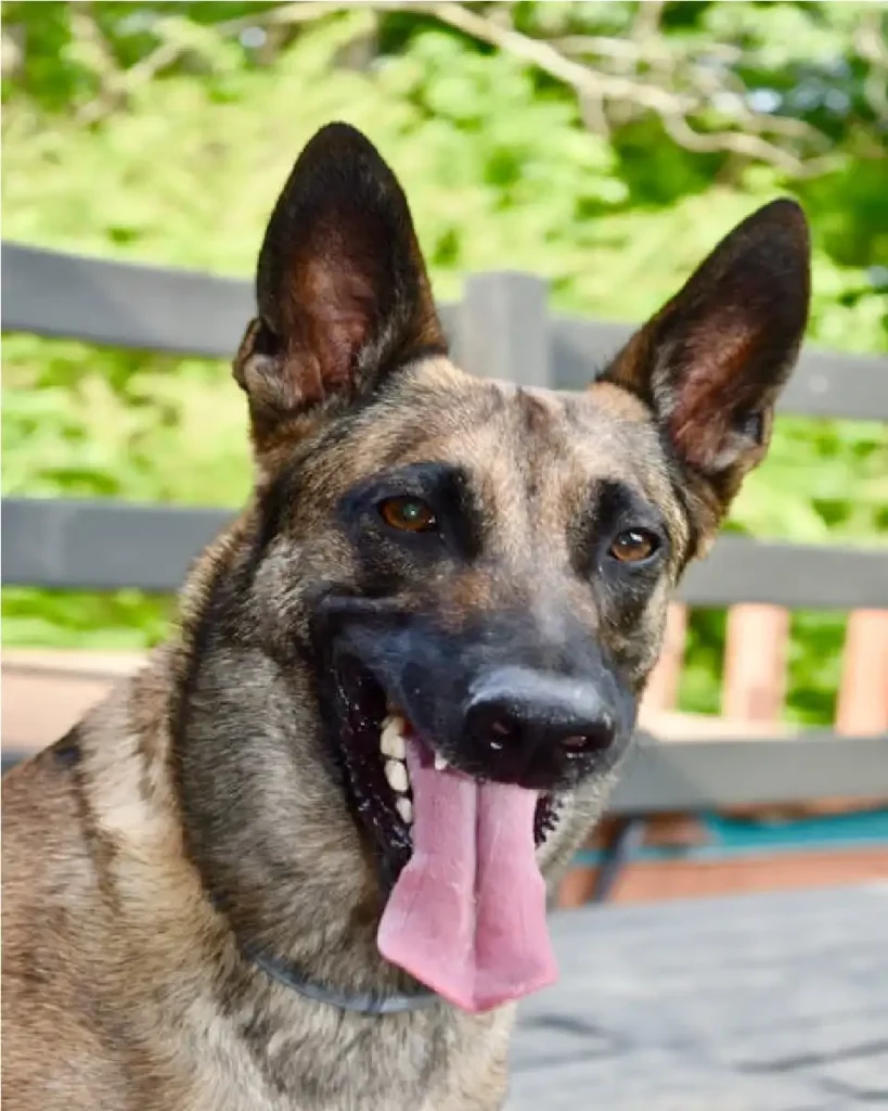 German Shepherd