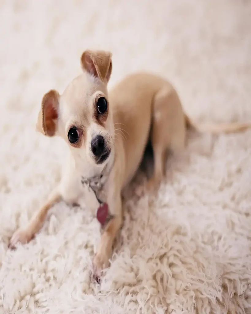 Chihuahua