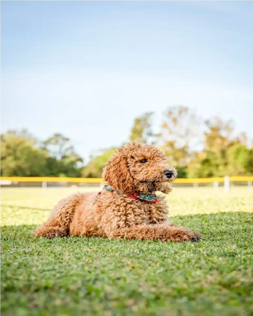 Goldendoodle