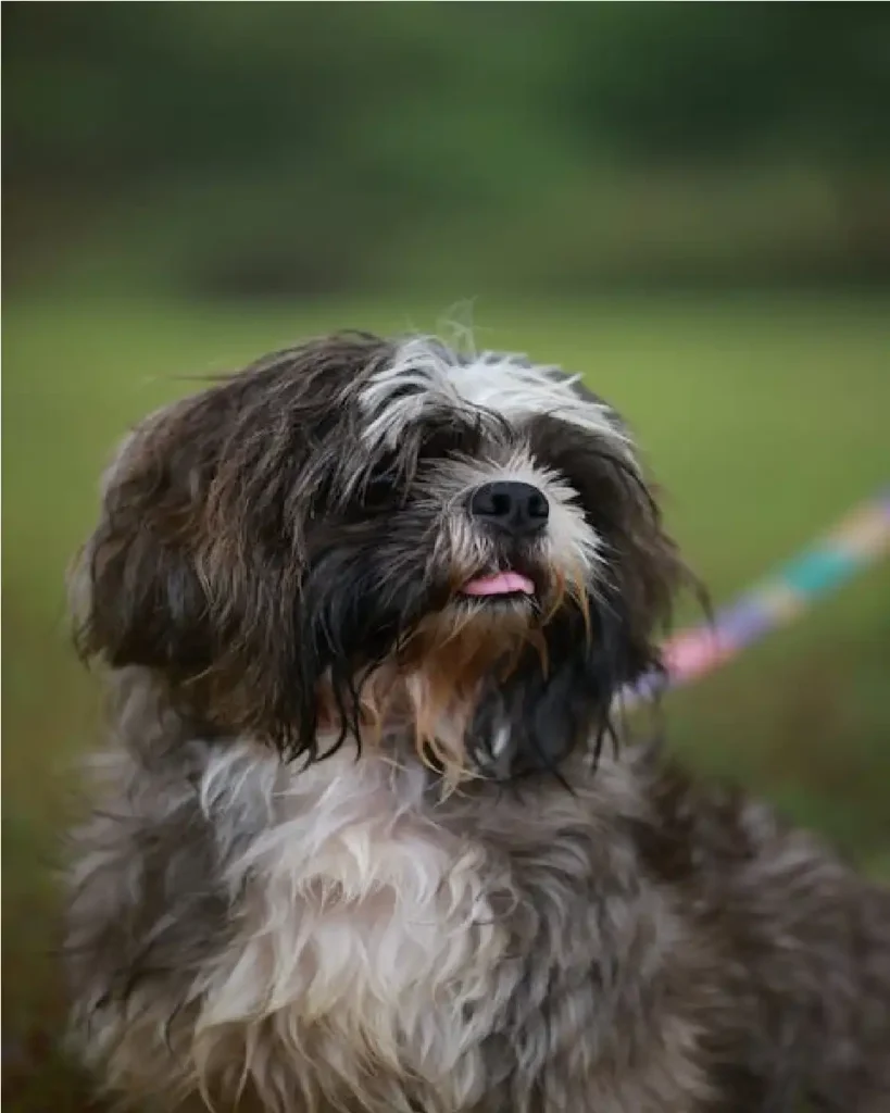 Shih Tzu