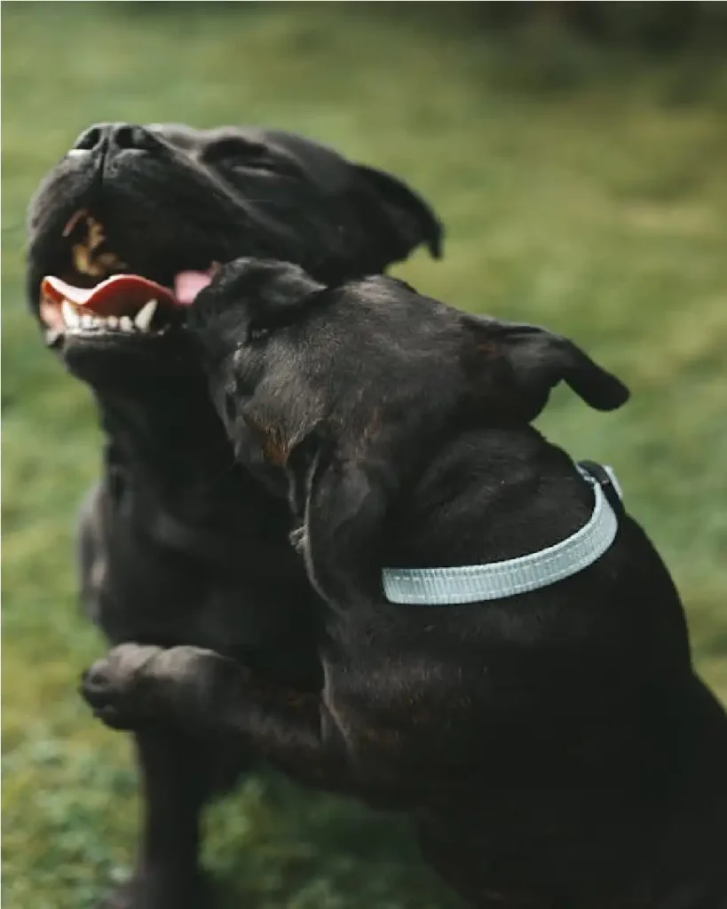 Staffordshire Bull Terrier