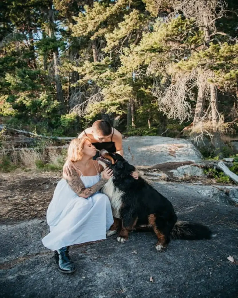 Bernese Mountain Dog