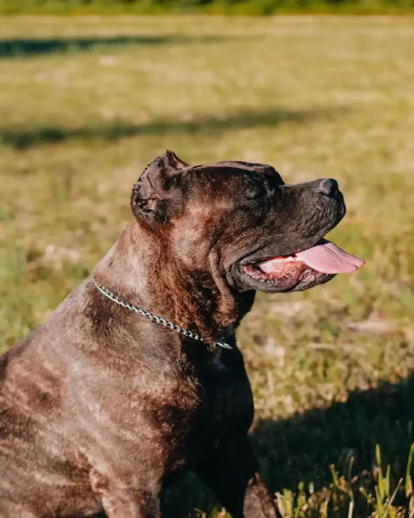 Cane Corso