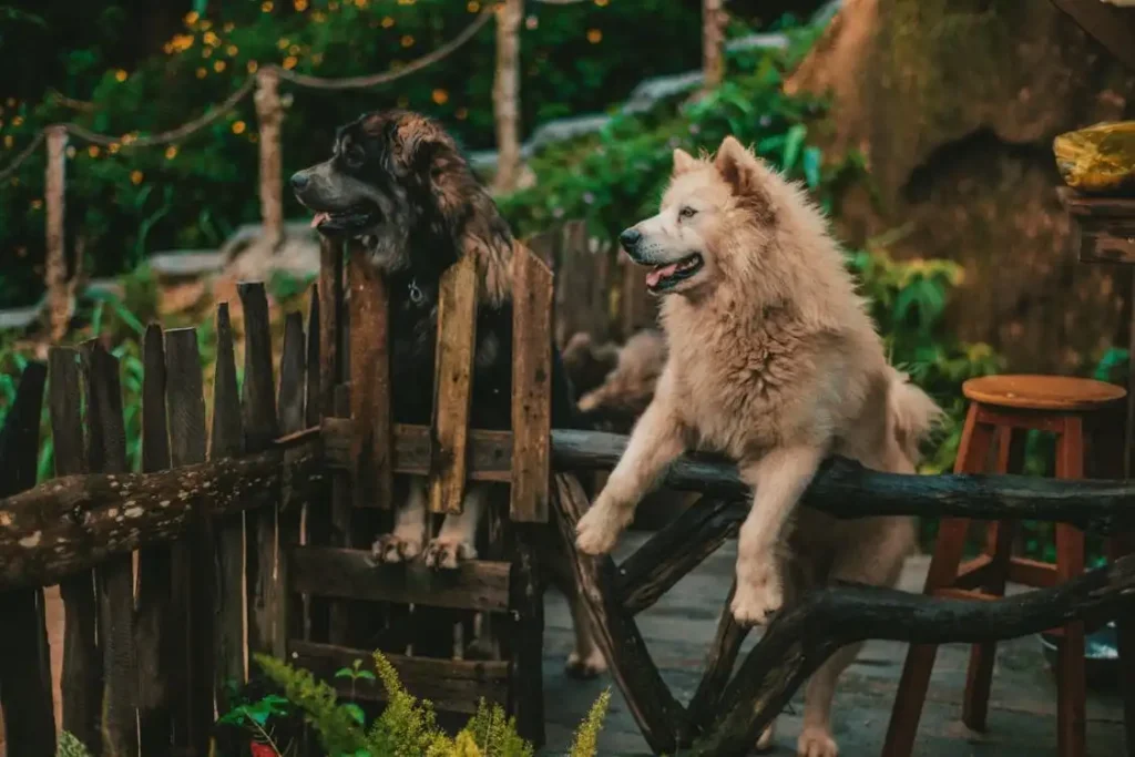 Leonberger