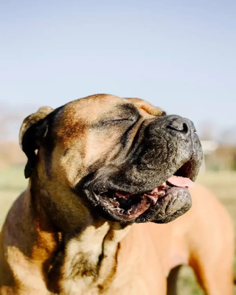 Neapolitan Mastiff