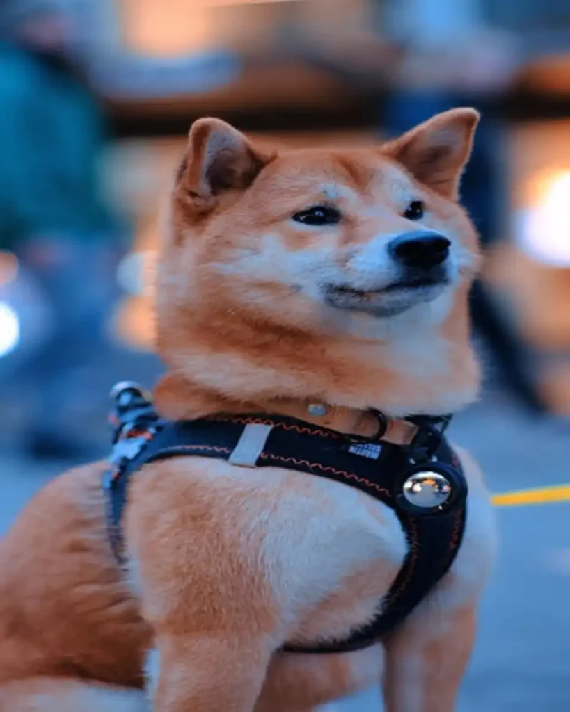 best dog harness no pull