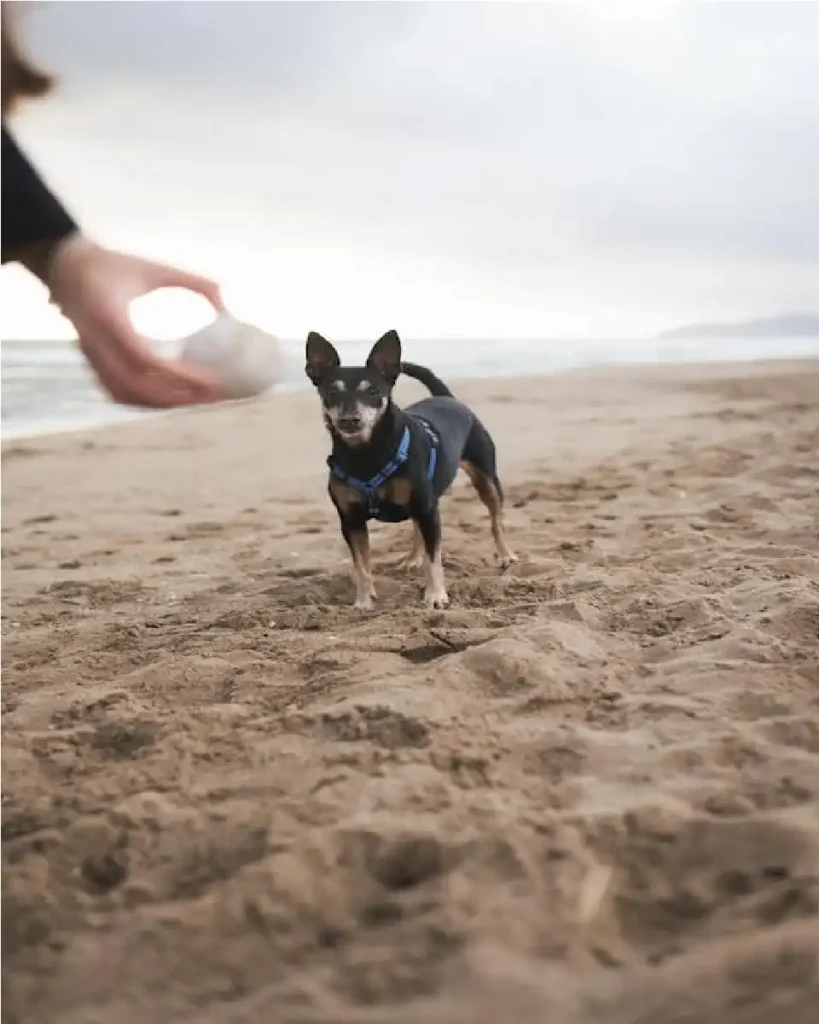 best dog harness usa