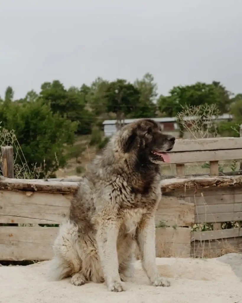big dog breeds in USA