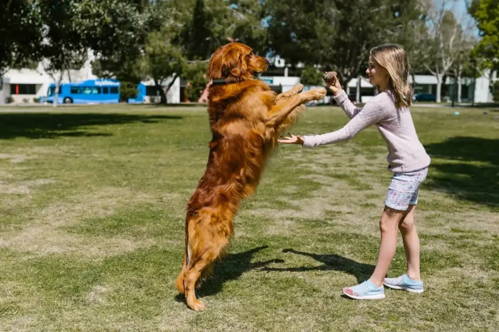 biggest dog in the world