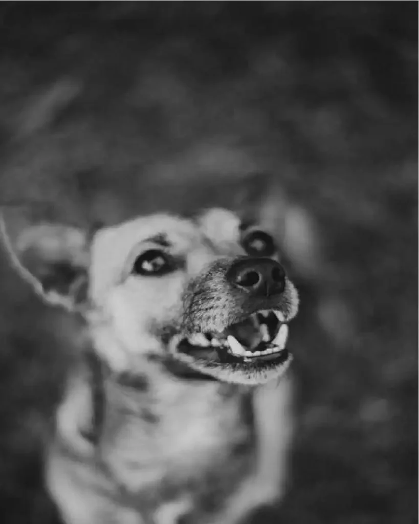 can dogs sense death