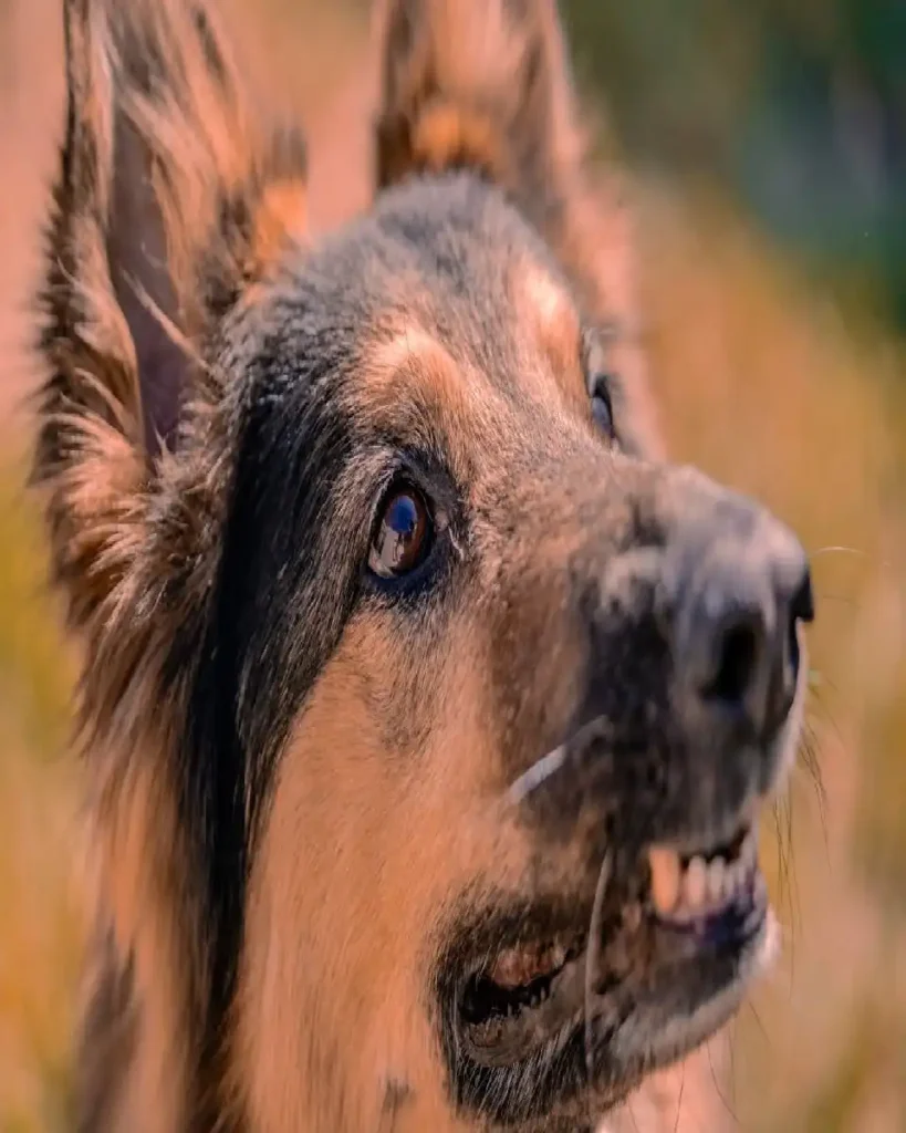 can dogs sense depression and anxiety