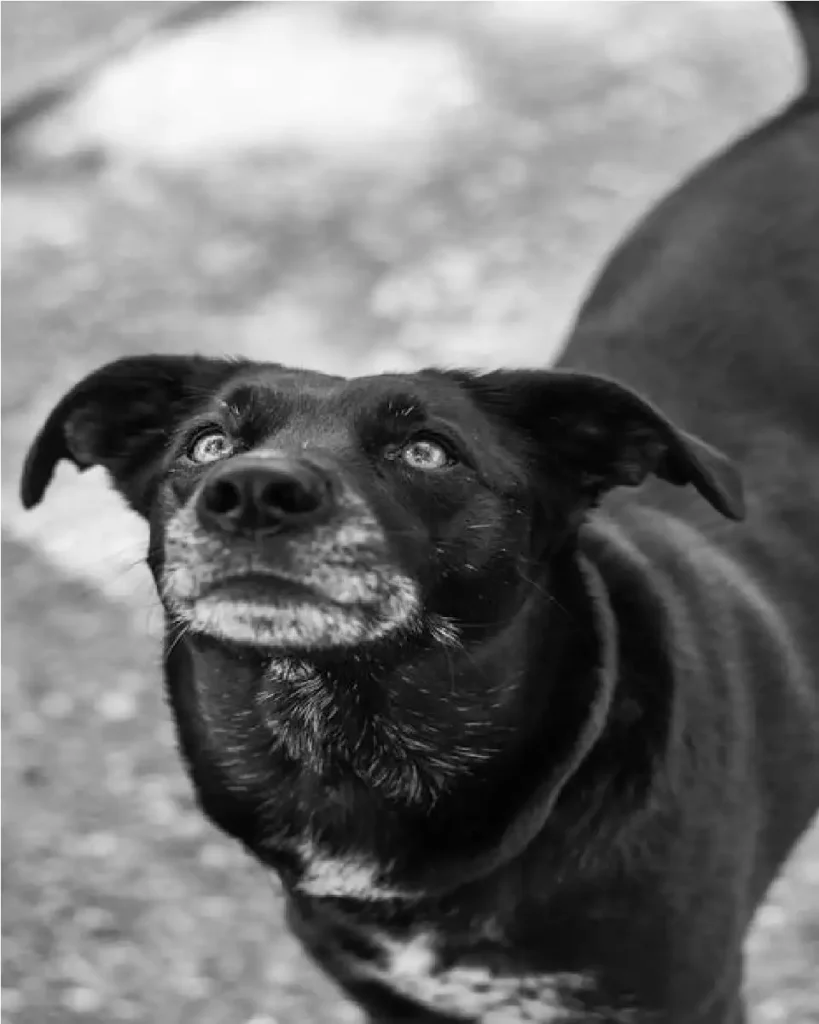 can dogs sense fear in other dogs