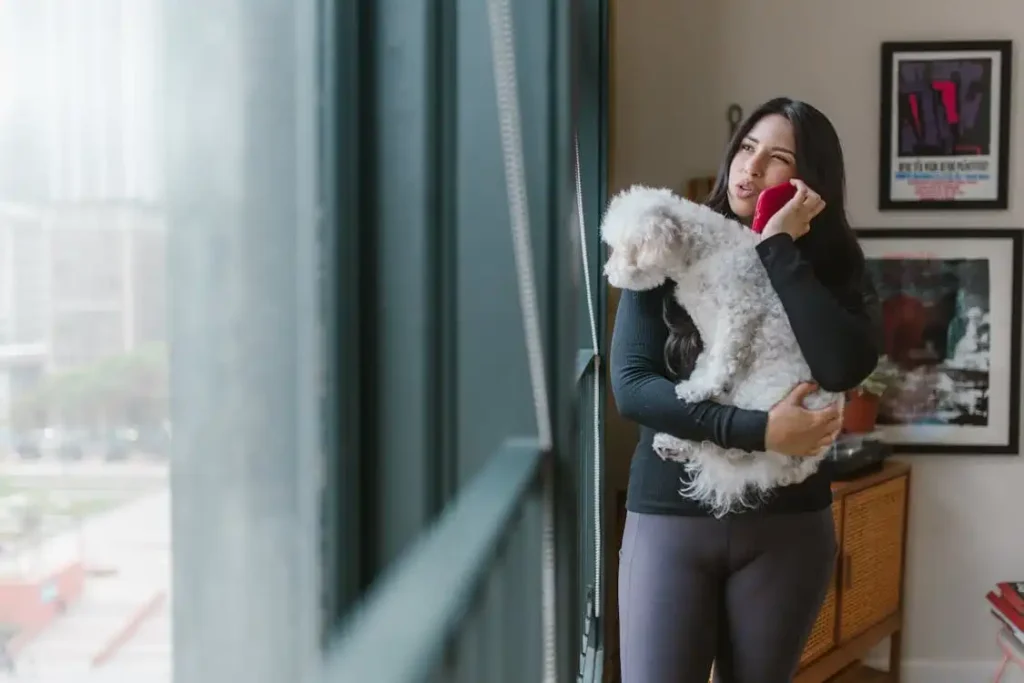 coton de tulear colors