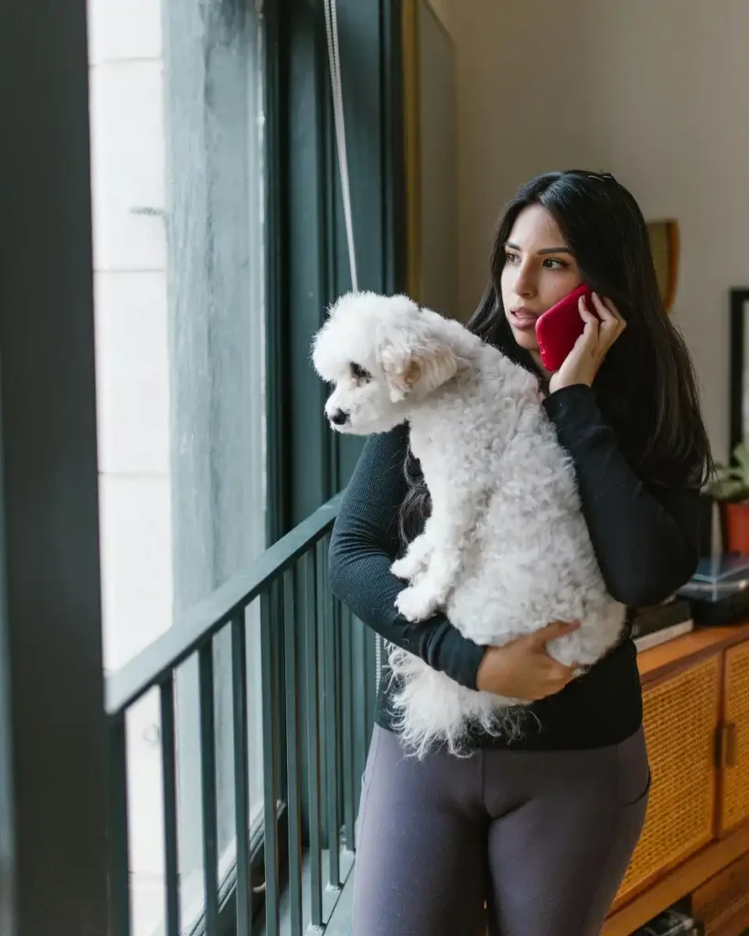 coton de tulear price in USA