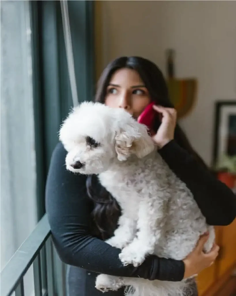 coton de tulear puppies