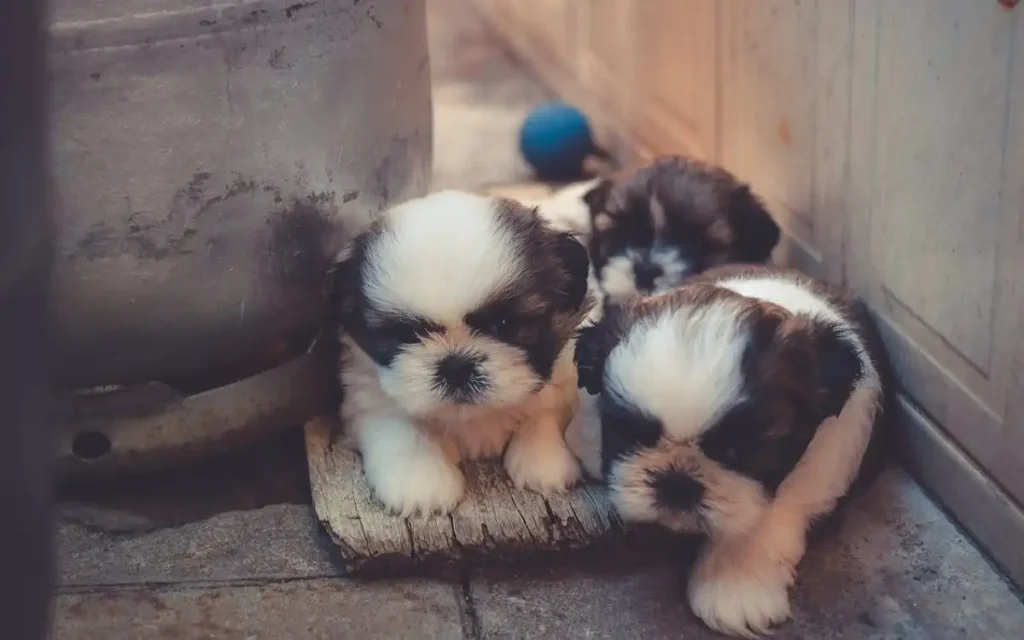 cute dogs