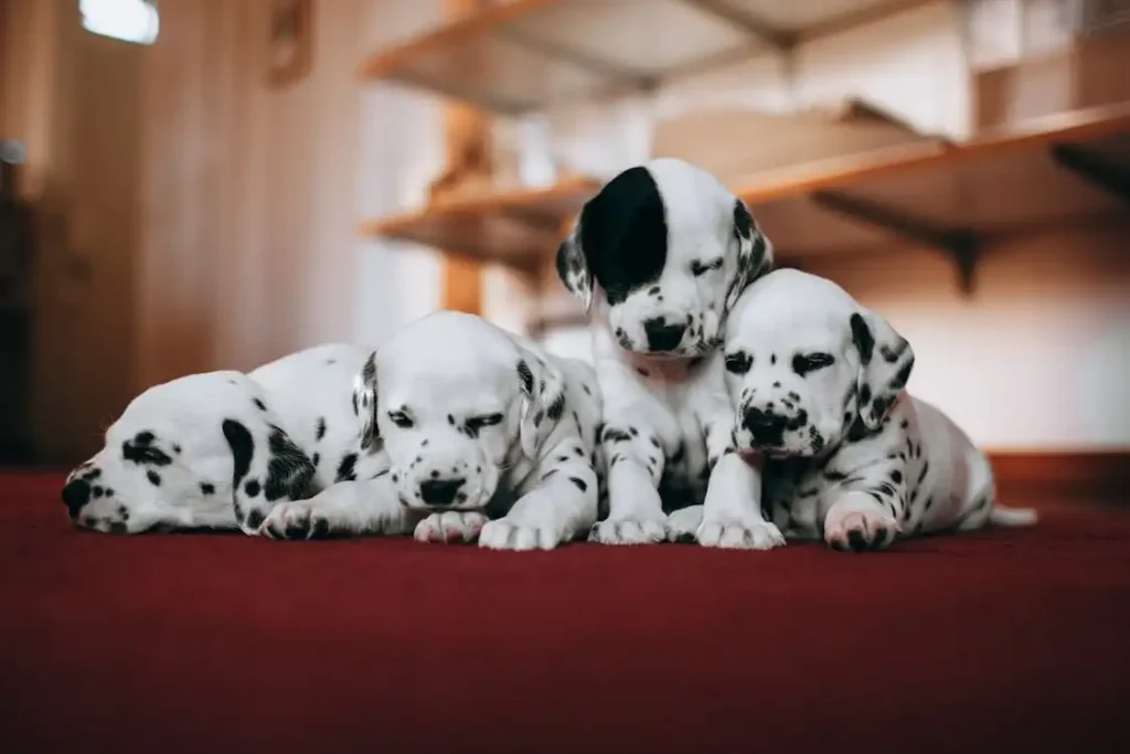 cute dogs breeds