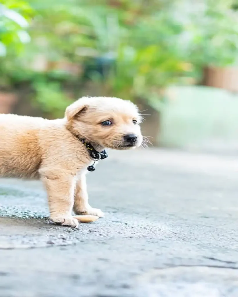 cute dogs in USA