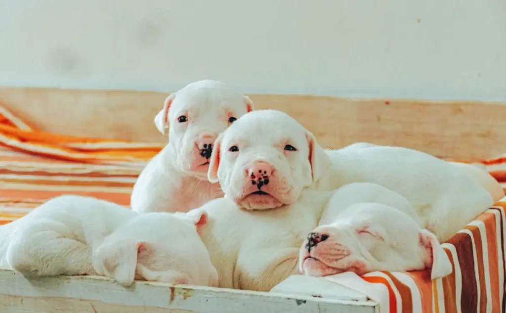 cute dogs instagram