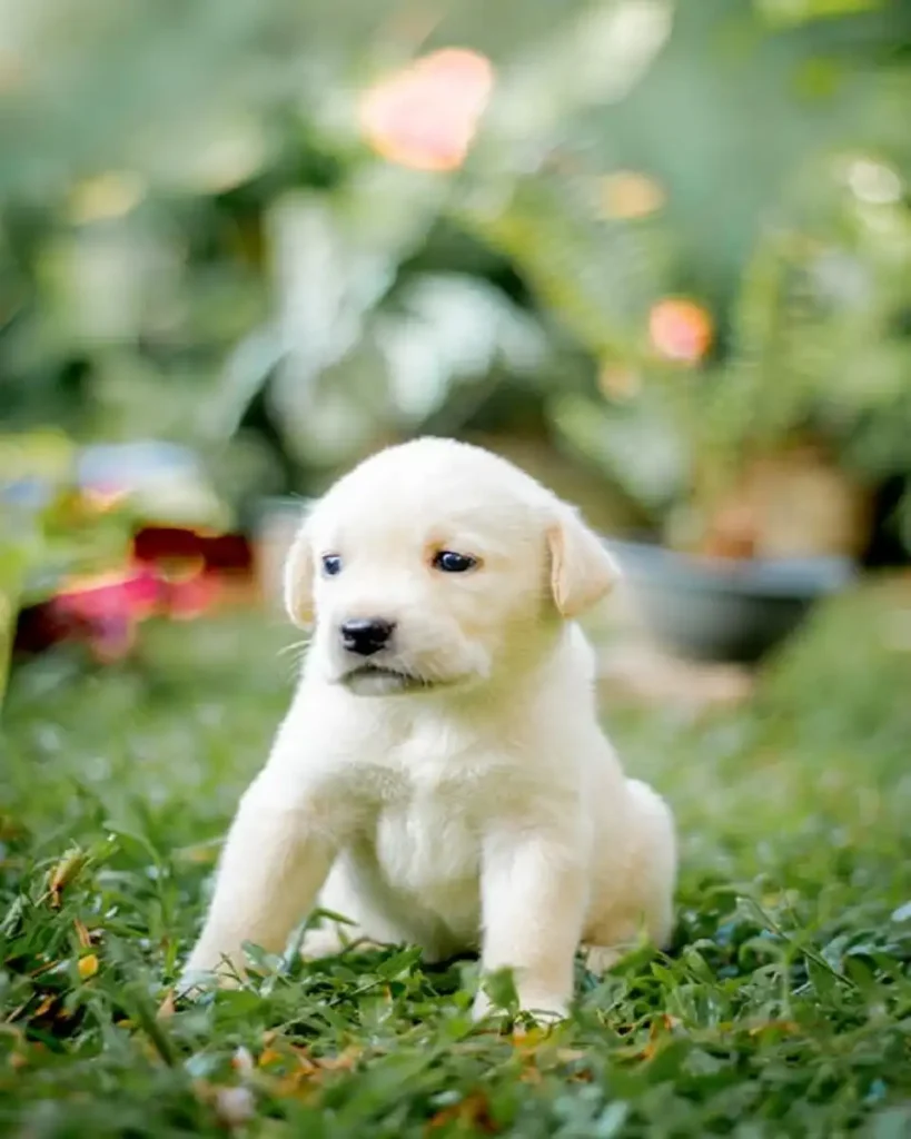 cute dogs white