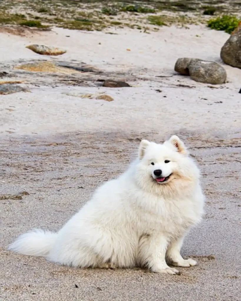 cute small dog breeds