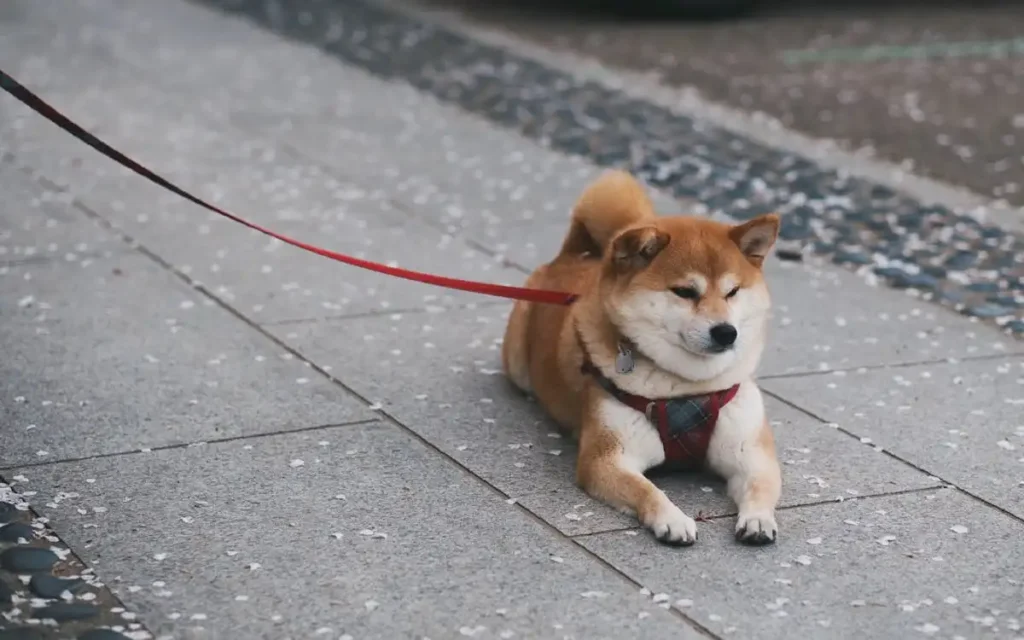 dog harness