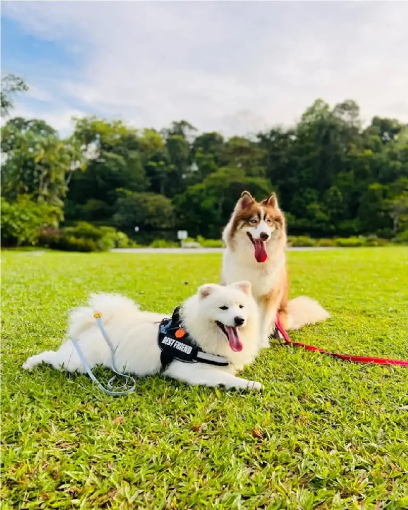dog harness belt for labrador