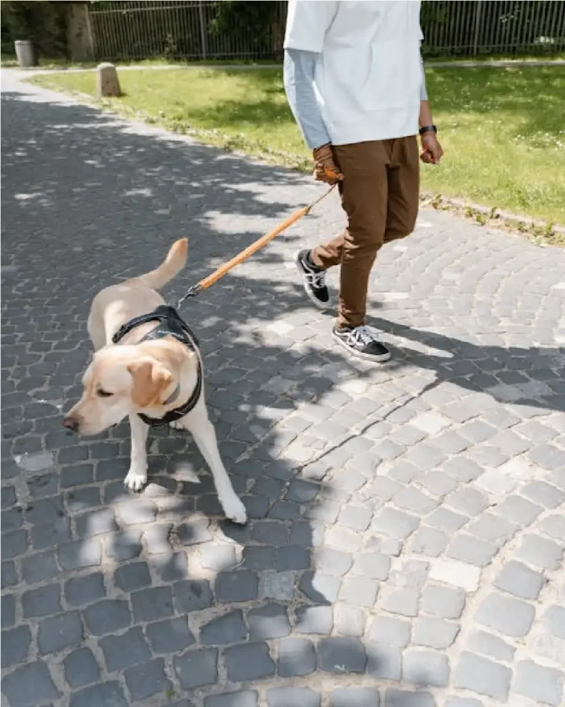 dog harness under 500