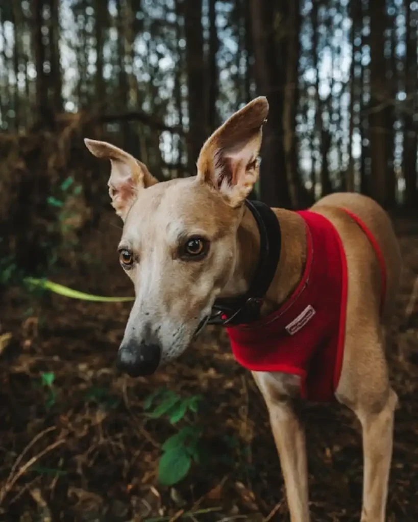 dog harness usa