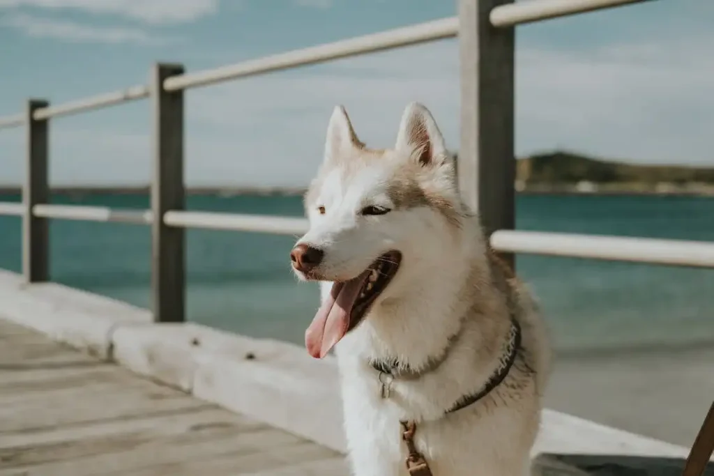 dog harness usa amazon